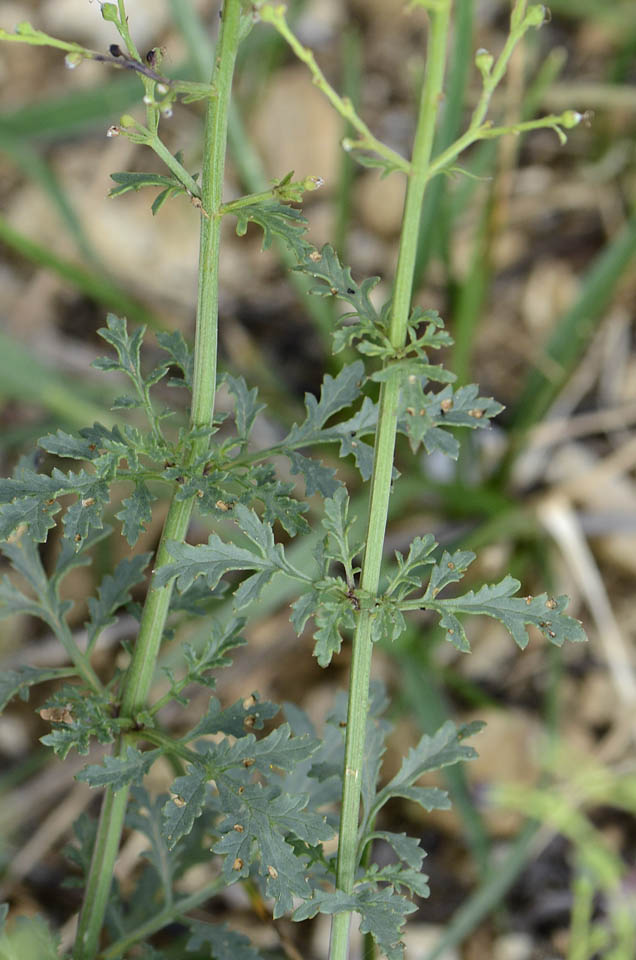 Scrophularia canina / Scrofularia comune